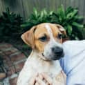Photo of Chester ~ Cattle X Puppy (On Trial 26/06/16)