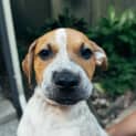 Photo of Chester ~ Cattle X Puppy (On Trial 26/06/16)
