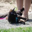 Photo of Rey (Cat/Dog/Child Friendly)