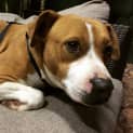 Photo of Eddie **Adopted**