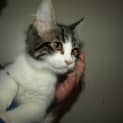 Photo of Princess Kitten