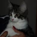 Photo of Princess Kitten