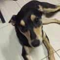 Photo of Pippy **Adopted**