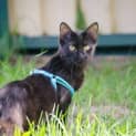 Photo of Rey (Cat/Dog/Child Friendly)