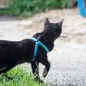 Photo of Rey (Cat/Dog/Child Friendly)