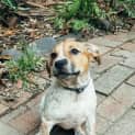 Photo of Piper ~ Cattle X Puppy (On Trial 3/05/16)