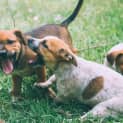 Photo of Chester ~ Cattle X Puppy (On Trial 26/06/16)