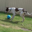 Photo of Milo ** A Gentle Giant **