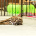 Photo of Dizzy Dl1369