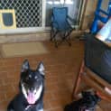 Photo of Claire Bear *Adoption Pending*