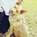 Photo of Sheila **Adopted**