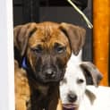 Photo of Angel Staffy X Cattle Puppy (On Trial 23/07/16