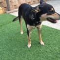 Photo of Pippy **Adopted**