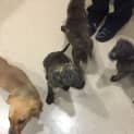 Photo of Puppies