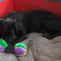 Photo of Shamus