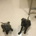 Photo of Puppies