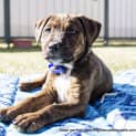 Photo of Lulu Staffy X Cattle Puppy (Trial 23/7/16)
