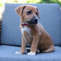 Photo of Rusty