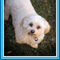 Photo of Snowy ~ Maltese (On Trial 29/08/16)
