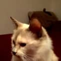 Photo of Minks