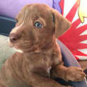 Photo of Samson **Adopted**