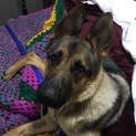 Photo of Bella
