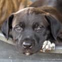Photo of Matrix ~ Mastiff X Labrador Puppy(trial 9/2/16)
