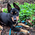 Photo of Zorro