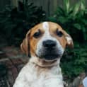 Photo of Chester ~ Cattle X Puppy (On Trial 26/06/16)