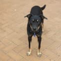 Photo of Jake ~ 7mo Kelpie X Boy (On Trial 26/06/16)