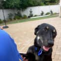 Photo of Jake ~ 7mo Kelpie X Boy (On Trial 26/06/16)