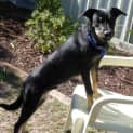 Photo of Jake ~ 7mo Kelpie X Boy (On Trial 26/06/16)