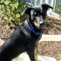 Photo of Jake ~ 7mo Kelpie X Boy (On Trial 26/06/16)