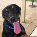 Photo of Jake ~ 7mo Kelpie X Boy (On Trial 26/06/16)