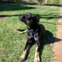 Photo of Jake ~ 7mo Kelpie X Boy (On Trial 26/06/16)