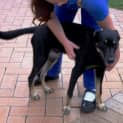 Photo of Jake ~ 7mo Kelpie X Boy (On Trial 26/06/16)