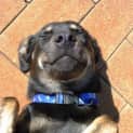 Photo of Jake ~ 7mo Kelpie X Boy (On Trial 26/06/16)