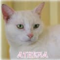 Photo of Athena