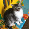 Photo of Millie