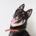 Photo of Claire Bear *Adoption Pending*