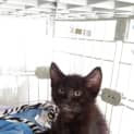 Photo of Zazu
