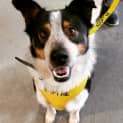 Photo of Toby **Adopted**