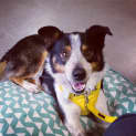 Photo of Toby **Adopted**