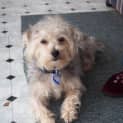 Photo of Tommy ~ Silky X Maltese, 2yo (On Trial 7/11/16)
