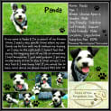 Photo of Panda 💜