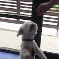Photo of Benny *Adoption Pending*