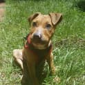Photo of Sarge 