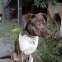Photo of Bonzo