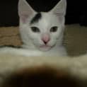 Photo of Charley C Kitten