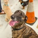 Photo of Dizzy Dl1369